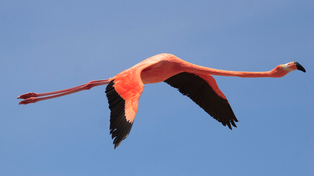 Illustration for article titled 9 Flamingo Pictures I Got For My Wife But Then I Remembered She Likes Peacocks, Not Flamingos